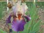 Iris 'Vague à l'Ame'