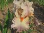 Iris 'Val de Loire'