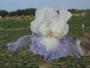Iris 'Vive la France'