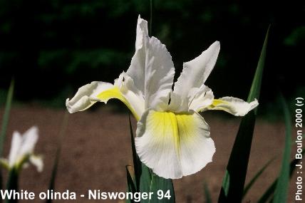 Iris spuria White Olinda