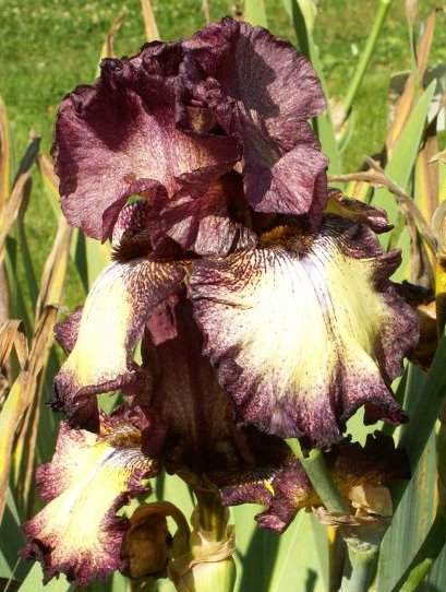 Iris 014