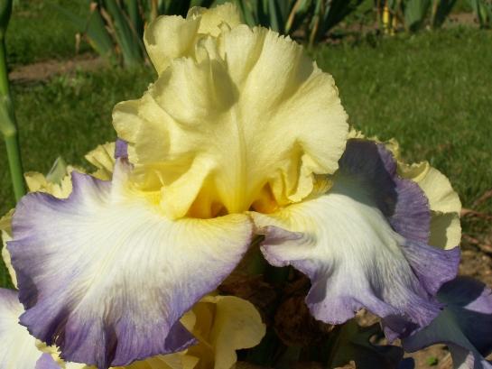 Iris 042