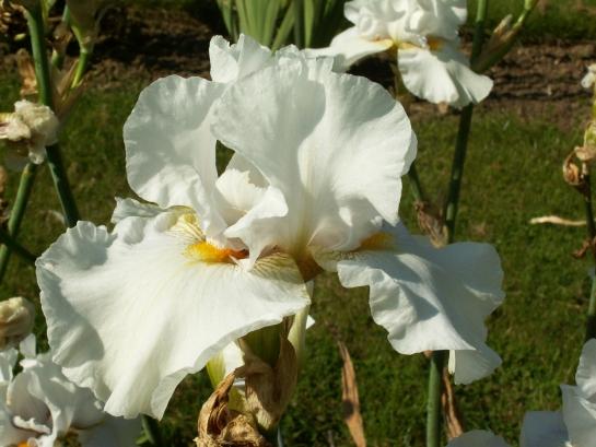 Iris 055