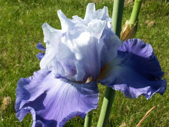 Iris 072