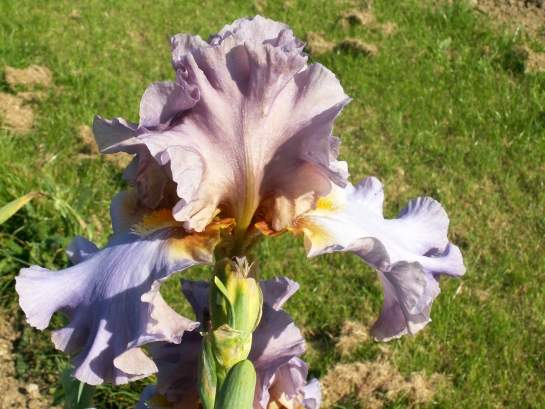 Iris 073