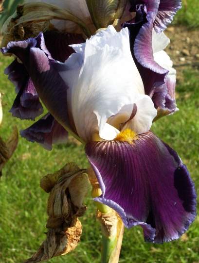 Iris 099