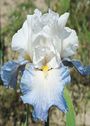 Iris 'Alizés'