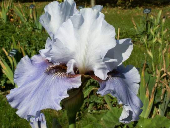 Iris 'Barbanera'