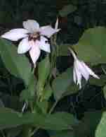 Acidanthera bicolor