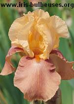 Iris des jardins