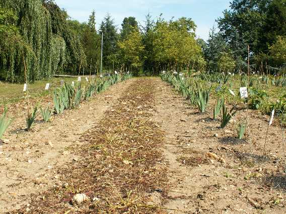 Les plantations en fin d't 2006