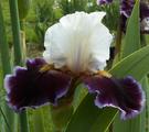 Flounce