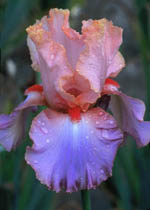 Iris 'Goodbye Heart'