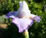 Iris 'Astrid Cayeux'