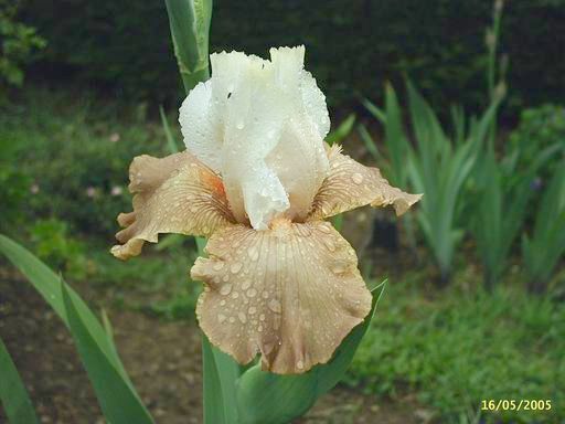 Iris 'Chateau d'Auvers sur Oise'