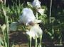 Iris 'Cheeky'