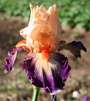 Iris 'Chevalier de Malte'