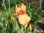 Iris 'Feu du Ciel'