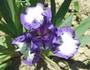 Iris 'Joujou'