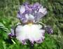 Iris 'Messire Stanislas'