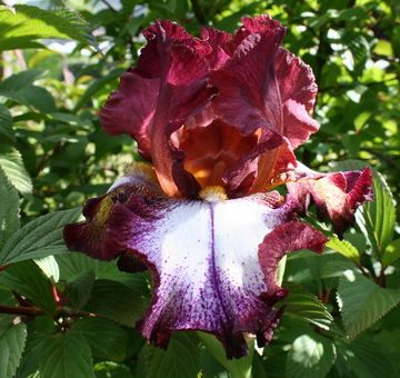 Iris 'Moïse' (B. Laporte 2004). Photo S. Cancade Iris 'Moïse'