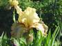 Iris 'Oloroso'