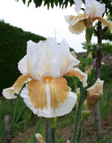 Iris 'Roucoulade'
