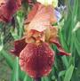 Iris 'Rouge Royans'