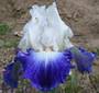 Iris 'Ruban Bleu'