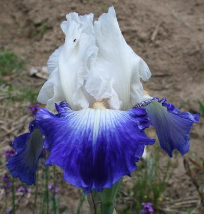 Iris 'Ruban Bleu'