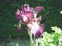 Iris 'Trencavel'