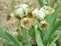 Iris 'Zarbi'