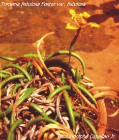 Trimezia fistulosa var. fistulosa, photo L. Capellari Jr.