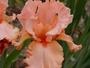 iris 'Alerte Rose'