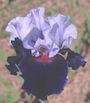 Iris 'Chelsea-Bleu'