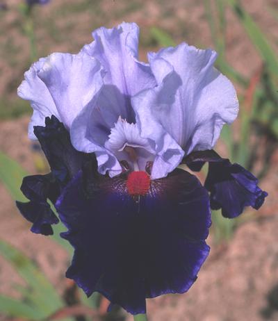 Iris 'Chelsea Bleu'