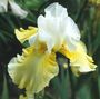 Iris 'Citronnade'