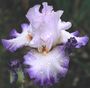 Iris 'Elégant'
