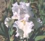 Iris 'Ré la Blanche'