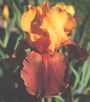 Iris 'Torrero'