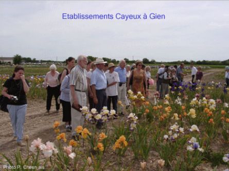 Visite  Gien, champs d'iris Cayeux