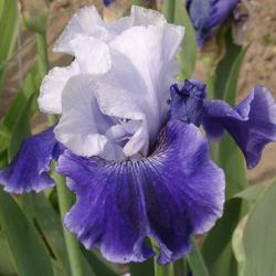 Iris 54