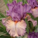 Iris 65