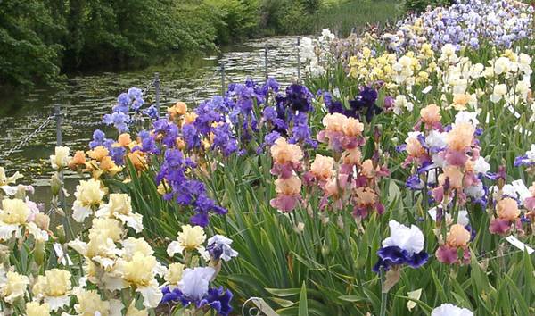 Le jardin des iris