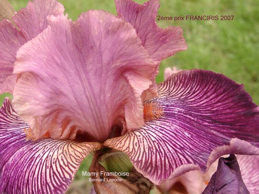 Second Prize: 'Mamy Framboise'. Photo P. Chesnais Second Prize: 'Mamy Framboise'