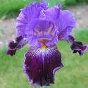 http://www.iris-bulbeuses.org/jpg/Chesnais-fr07/Solovinaya-Noch-7209t.jpg