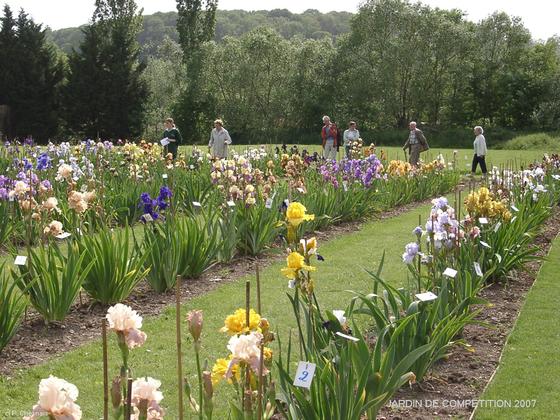 Le jardin de compétition des iris de FRANCIRIS 2007, photo P. Chesnais Le jardin des iris