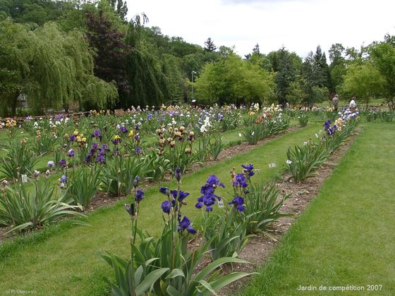 Le jardin de compétition des iris de FRANCIRIS 2007, photo P. Chesnais Le jardin des iris