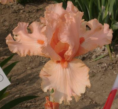 Iris 'Buisson de Roses'