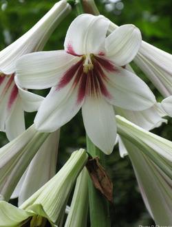 Cardiocrinum